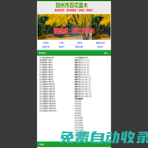 銀杏樹,銀杏樹價(jià)格,江蘇銀杏樹,最新銀杏樹價(jià)格,邳州銀杏樹基地