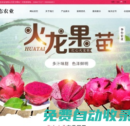 壽光市華臺(tái)生態(tài)農(nóng)業(yè)有限公司-臺(tái)灣大紅火龍果,火龍果苗樹