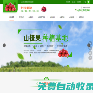 山楂批發(fā)-山楂批發(fā)市場-山東沂蒙新鮮山楂代收種植基地