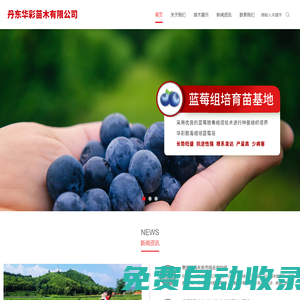 丹東華彩苗木有限公司-丹東華彩苗木-藍(lán)莓苗基地-東北紅豆杉基地