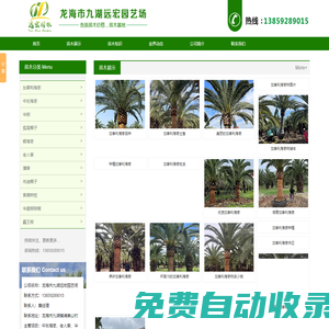 加拿利海棗,中東海棗,華棕,狐尾椰子,銀海棗,老人葵,蒲葵,布迪椰子,紫薇樹樁,華盛頓棕櫚,霸王棕-龍海市九湖遠(yuǎn)宏園藝場(chǎng)