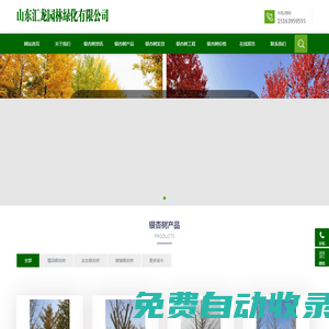 銀杏樹|山東銀杏樹|銀杏樹價格|銀杏樹基地 - 山東匯龍園林綠化有限公司