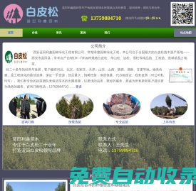 白皮松_陜西白皮松產(chǎn)地直銷報(bào)價(jià)_藍(lán)田利鑫白皮松園林