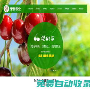 蘋果苗-矮化蘋果苗-無花果苗-梨樹/櫻桃樹/蘋果樹/核桃樹/冬棗樹苗-泰安高新區榮譽農業科技有限公司