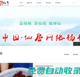 仙居楊梅-原生態(tài)仙居?xùn)|魁楊梅-2023仙居楊梅節(jié)-仙居縣小胖楊梅合作社