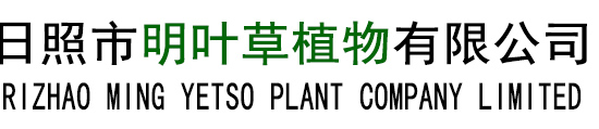 明日葉-明日葉批發(fā)-價(jià)格-日照市明葉草植物有限公司