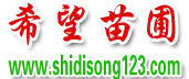 濕地松價格|濕地松批發(fā)|濕地松供應(yīng)【成活率高達100%】-隨州希望苗圃