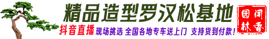 精品造型羅漢松_庭院造型樹_S彎羅漢松_斜飄臨水羅漢松_基地價格_江蘇聞香園林苗木場