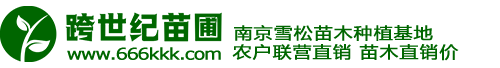 雪松_雪松價格_雪松小苗_雪松基地--南京跨世紀雪松苗圃場