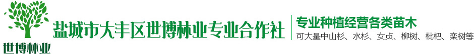 中山杉_大葉女貞_水杉_落羽杉-鹽城市大豐區(qū)世博林業(yè)專業(yè)合作社