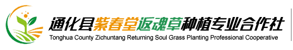 返魂草-通化縣紫春堂返魂草種植專業合作社-返魂草種子