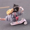 Hello啊 顧先生