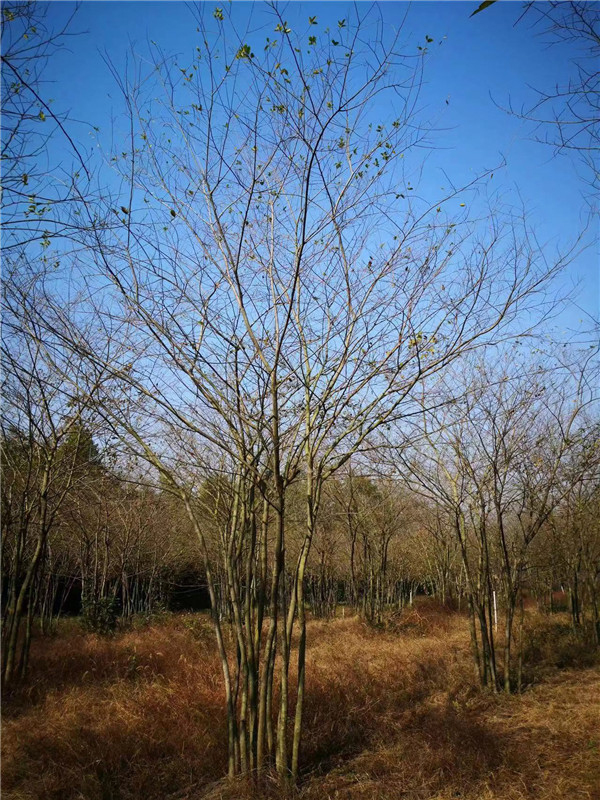廣西楊梅樹種植基地-桂花樹/國槐-紅楓樹種植基地-廣西全州建華林苗木