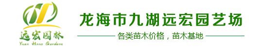 加拿利海棗,中東海棗,華棕,狐尾椰子,銀海棗,老人葵,蒲葵,布迪椰子,紫薇樹樁,華盛頓棕櫚,霸王棕-龍海市九湖遠(yuǎn)宏園藝場