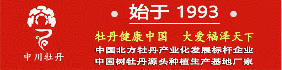 甘肅牡丹,紫斑牡丹,油用牡丹,牡丹產業加盟,甘肅中川牡丹
