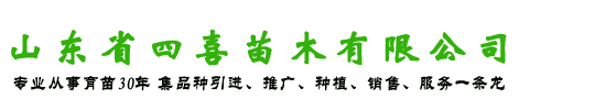 蘋果苗-矮化蘋果苗-蘋果樹苗 - 山東省四喜苗木有限公司