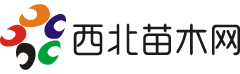 西北苗木網(wǎng)--苗木求購|綠化苗木價格|陜西苗木