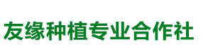 湖南衡東金絲楠木基地|湖南金絲楠木樹苗|花卉種植-衡東友緣種植專業合作社